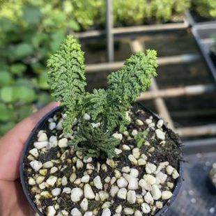 日本石化桧小苗小品盆景盆栽素材窗台阳台新奇植物稀有柏树