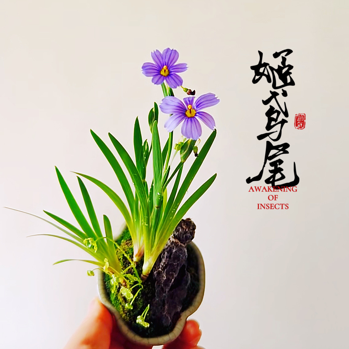 姬鸢尾山野草开花菖蒲盆栽绿植开桌面绿植