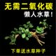 榕树水榕沉木懒人水草鱼缸造景新手增氧淡水活体植物阴性草火山石