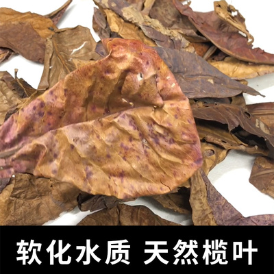 真石降低软化改善水质榄仁叶
