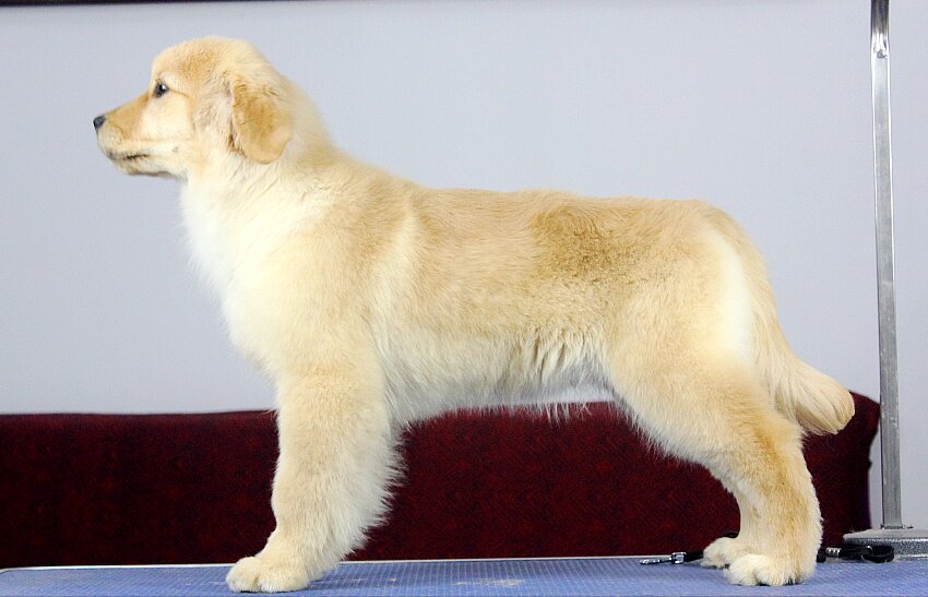 【金涛犬舍】双血统金毛纯种犬疫苗三针出生纸植入芯片驱虫保健康