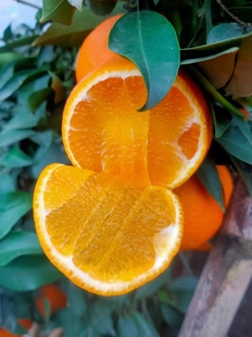 自家种植爱媛38果冻橙新鲜水果当季橙子8斤包邮