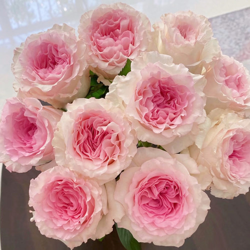洛神玫瑰花鲜花花束云南基地直发速递同城教师节礼物水养客厅装饰