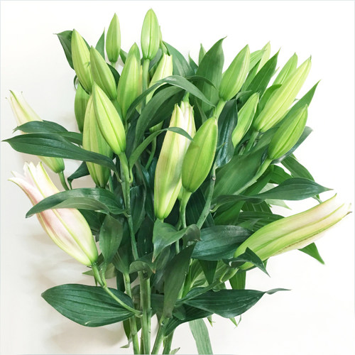 鲜花花束香水百合直发情人节