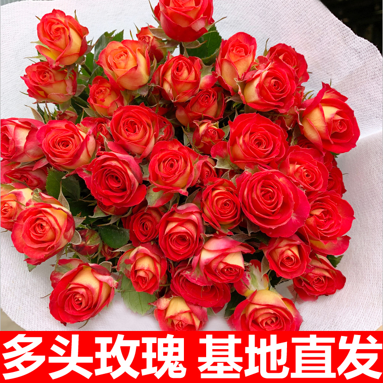 多头小玫瑰泡泡情人节