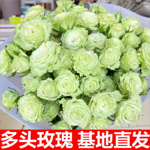 繁星泡泡多头玫瑰云南鲜花花束基地直发速递同城水养花教师节礼物