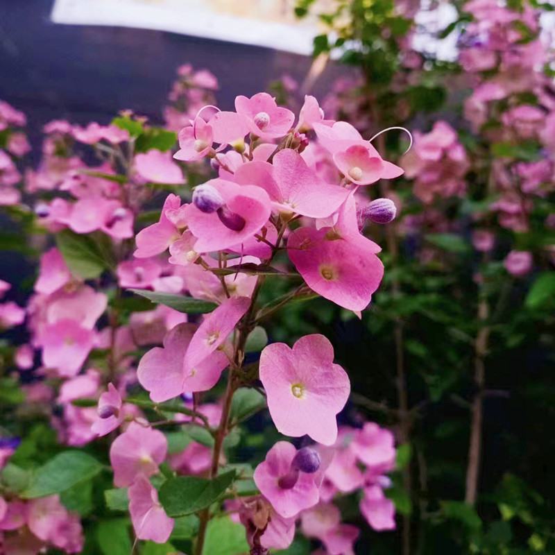 粉苞冬红花帽子花美丽笠桐盆栽花苗花期长庭院阳台多年生木本花卉