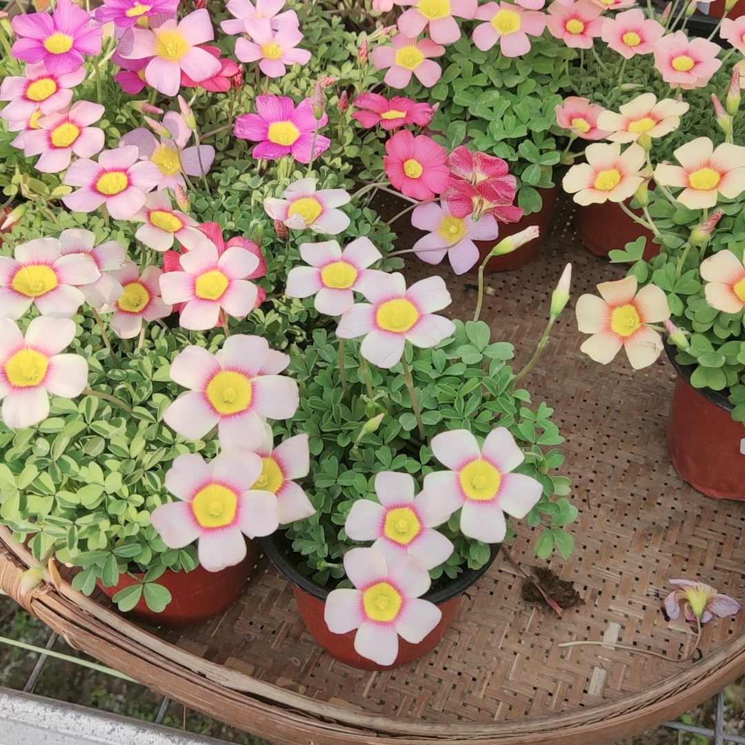 OB酢浆草盆栽种球爆盆庭院花卉