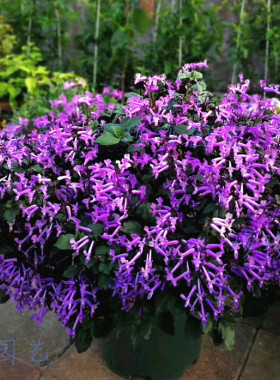 特丽莎花卉植物四季开花薰衣草