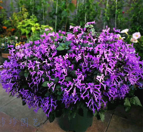 特丽莎花卉植物四季开花薰衣草