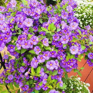 蓝花茄多年生耐热盆栽小灌木庭院花卉花园植物绿植开花易活耐修剪