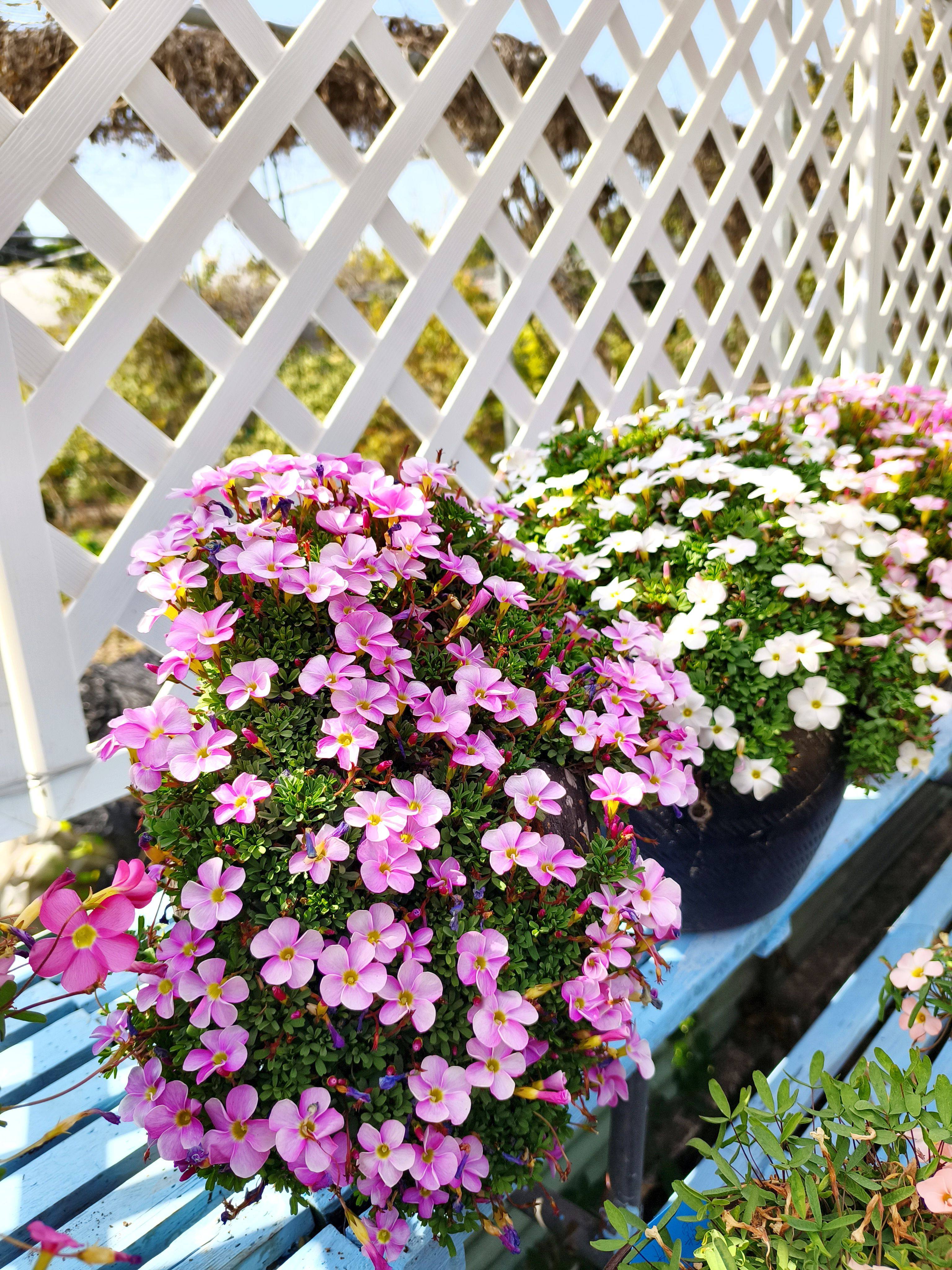桃之辉系列酢浆草花苗盆栽开花秋植新手套餐多年生阳台庭院花卉,鲜花速递/花卉仿真/绿植园艺,时令草本花卉,淘宝优惠券,粉丝福利购,淘宝优惠卷
