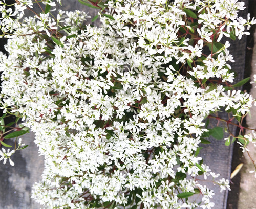 多年生禾叶大戟飘雪苗庭院植物