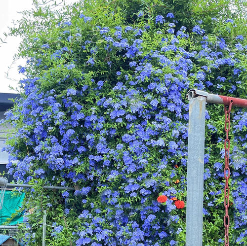 绿植盆栽耐寒老桩四季庭院蓝雪花