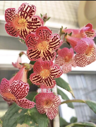 苦苣苔科花猫植物苗耐热耐阴毛毛虫球根品种