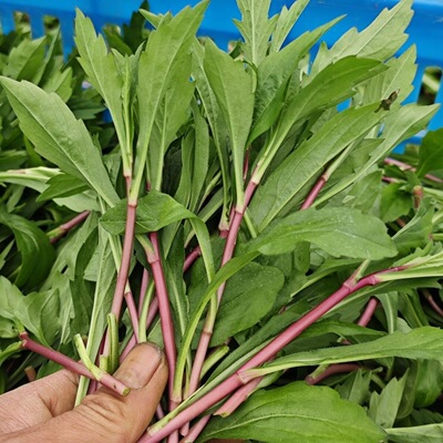 野生品种红根马兰头手机实拍红嫩马兰头南京野菜现摘新鲜