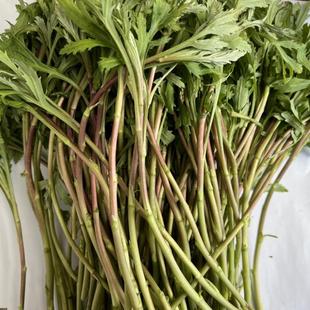 实拍八卦洲纯野生芦蒿黎蒿藜蒿野生红蒿子带叶现摘嫩野蔬菜新鲜