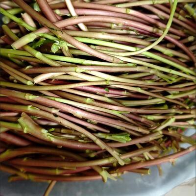 纯野生藜蒿南京芦蒿菜黎蒿新鲜上市摘去叶摘老茎净菜免摘包嫩野菜