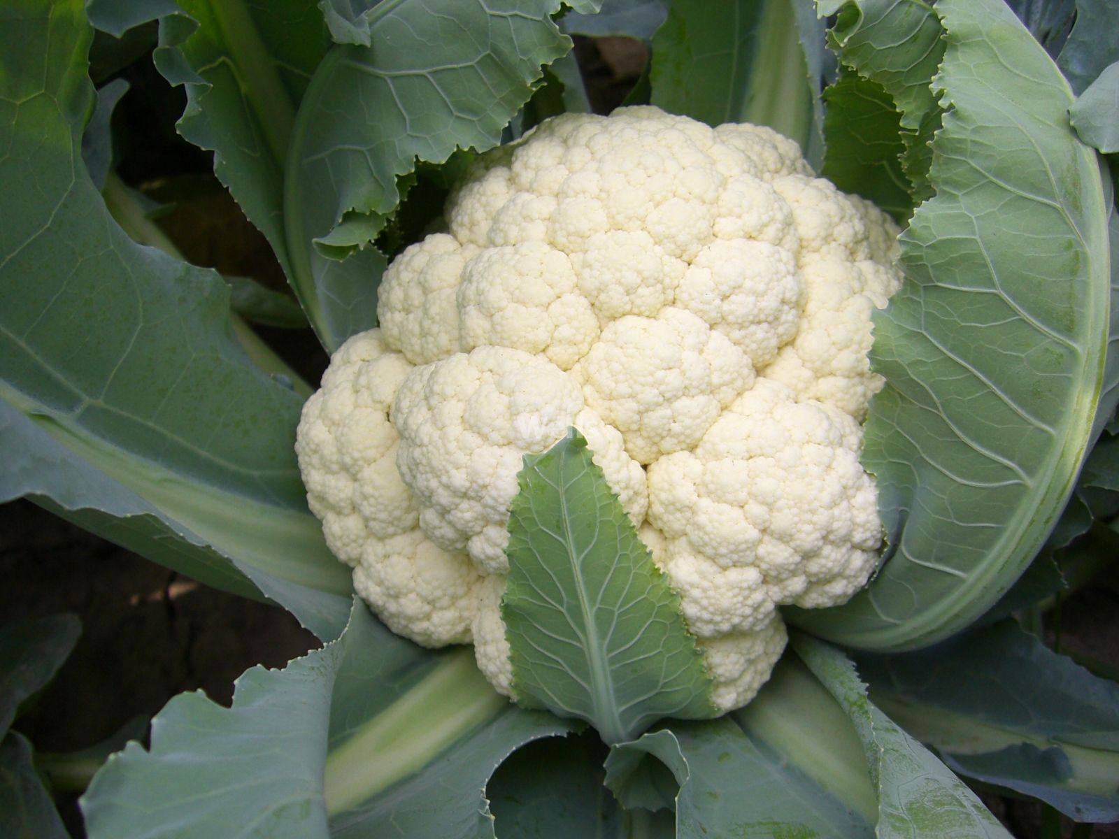 新鲜农家自种白花菜新鲜菜花花椰菜椰菜花无农药当天现摘蔬菜