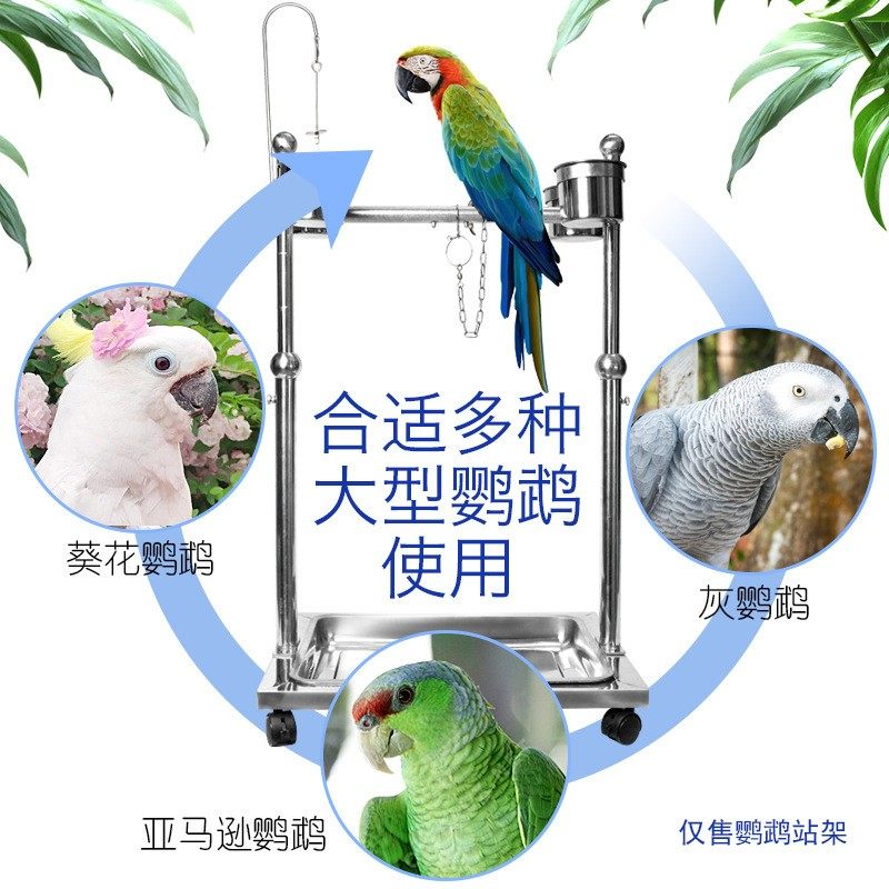 不锈钢鹦鹉鸟架宠物鸟栖息架站架鸟类架子观赏鸟架小鸟脚链脚环,宠物/宠物食品及用品,其它宠物用具,淘宝优惠券,粉丝福利购,淘宝优惠卷