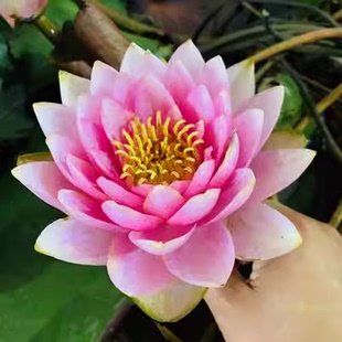 台湾引进引种香水莲九品香莲花苗睡莲大根块水生植物带花苞可泡茶