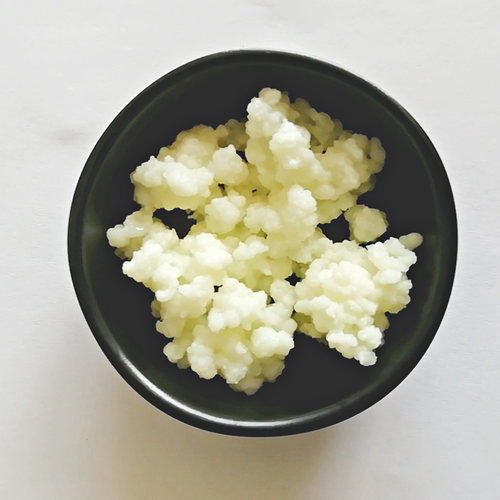 Kefir 开菲尔菌种 奶克菲尔粒 酸奶常温发酵菌非雪莲藏灵菇