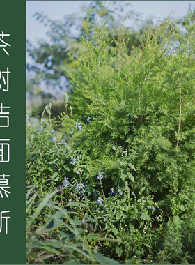 茶树清爽控油洁面慕斯 抗痘去油 油性肌肤痘痘肌的好帮手