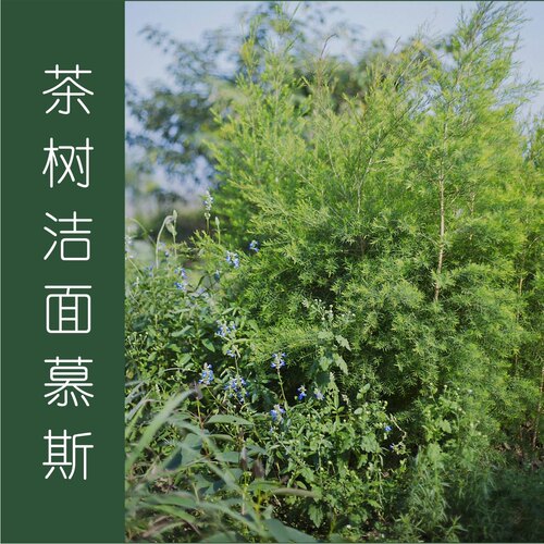 茶树清爽控油洁面慕斯 抗痘去油 油性肌肤痘痘肌的好帮手