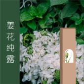 改善肤色抗痘去印可以口服 补水保湿 花水 对女性友好 姜花纯露