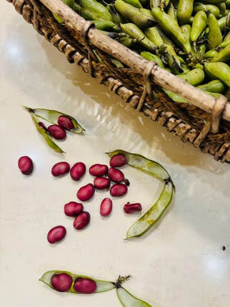 从播种到上桌 红皮蚕豆种子 8粒1份