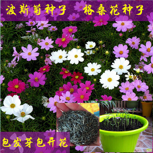 四季高杆矮秆混色波斯菊种子格桑花种子易活速生工程绿化半斤包邮