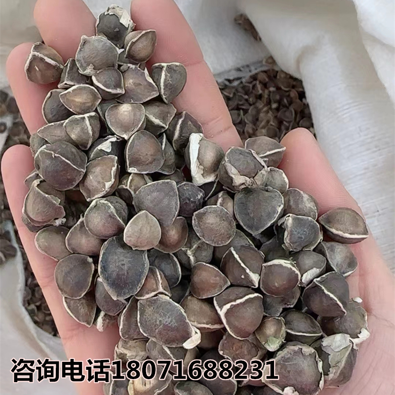 新采收辣木种子野生辣木籽食用精选种子种植绿化林木种子优质包邮