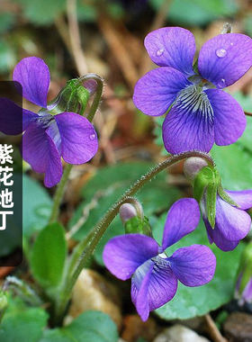 紫花地丁种子50粒野堇菜花籽多年生耐阴护盆草地被庭院室外春秋播
