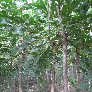 林木种子榆树种子白榆种子家榆榆钱树种子金叶榆榔榆树种子