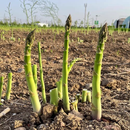 芦笋种植苗苗根种子春播