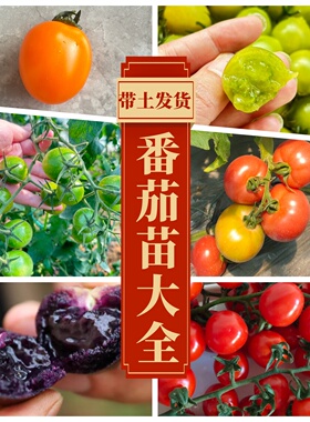 番茄苗幼苗带土秧苗香芒皇后紫色圣女果秧夏季蓝莓西红柿四季盆栽