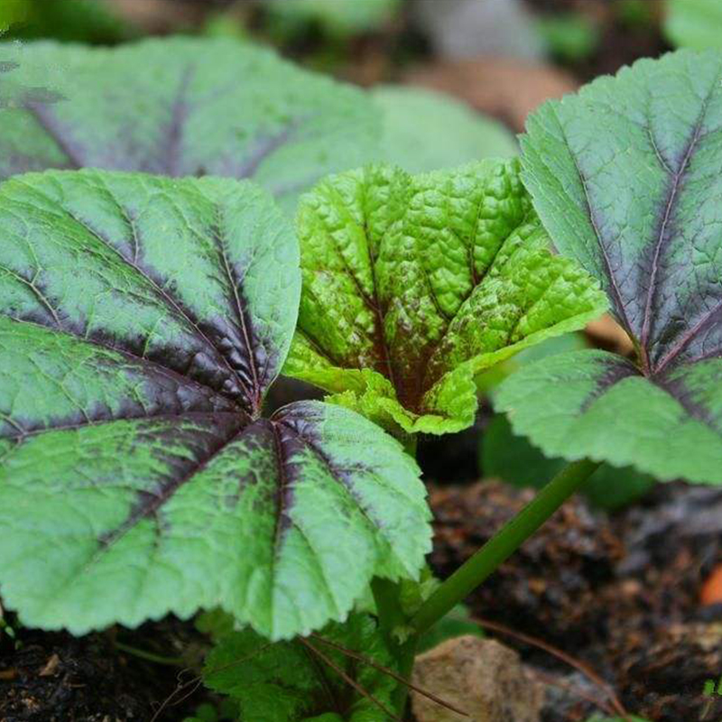糯米冬寒菜种子苗耐寒