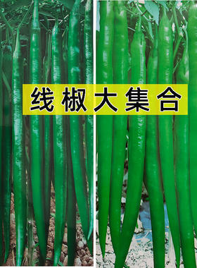 超长高产抗病香辣四季线椒种子