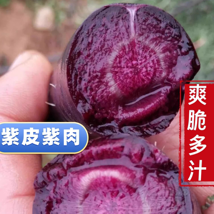 山东寿光紫胡萝卜籽种黑色水果胡罗卜种籽种子优质老品种春季盆栽