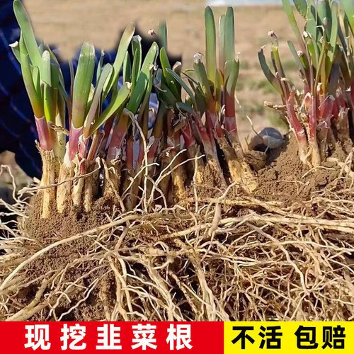 红根宽叶韭菜根四季根紫根大叶