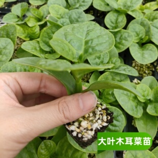 四季大叶木耳菜苗小青菜秧爬藤带根带土阳台盆栽春季秧苗春天