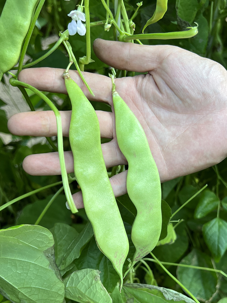 一点红将军油豆种籽豆角孑子东北油豆角芸豆春秋季蔬菜大全苗秧