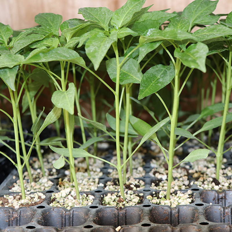 寿光蔬菜苗大全秧苗当季西红柿圣女果小番茄茄子辣椒秋葵四季