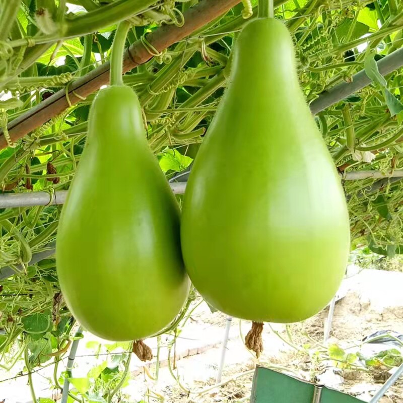 瓠子种籽早熟瓠子瓜种子食用甜瓠子籽春秋季播菜葫芦种孑蒲瓜种籽
