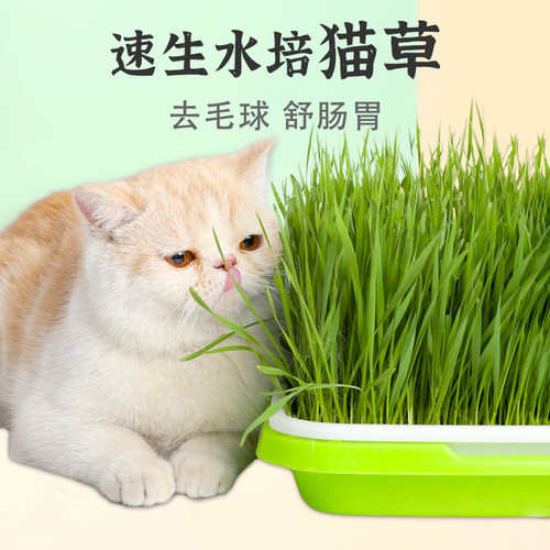 猫草种子小麦草种籽芽苗菜水培