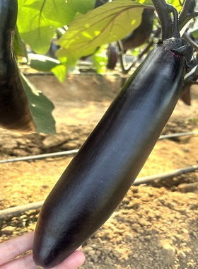 长茄王茄子种子 大龙长茄子种孑籽 黑紫色 高产抗病春播蔬菜种籽