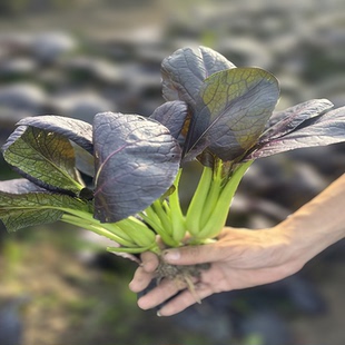 紫罗兰紫油菜种孑小白菜种籽青菜籽种阳台盆栽春天种四季 特色蔬菜