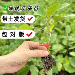 寿光茄子苗带土秧苗小苗嫁接紫长茄种苗特大号高产老品种四季阳台