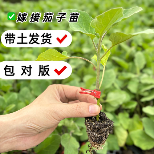 茄子苗带土秧苗小苗嫁接长茄种苗