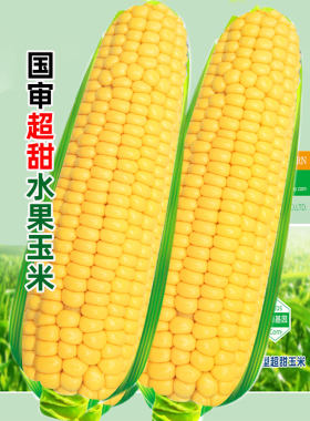 超甜水果玉米种籽生吃